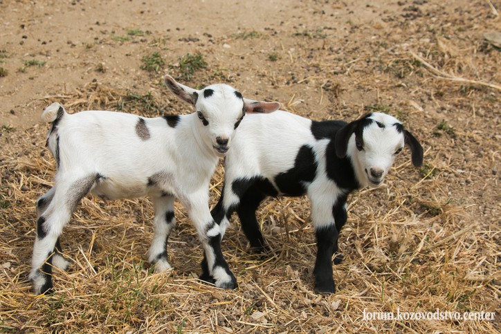 goats-2.jpg