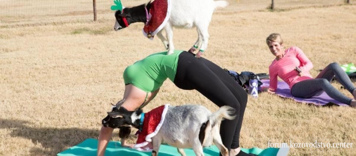 psa-you-can-take-goat-yoga-in-massachusetts-bostonmagazinecom_1341657.jpg