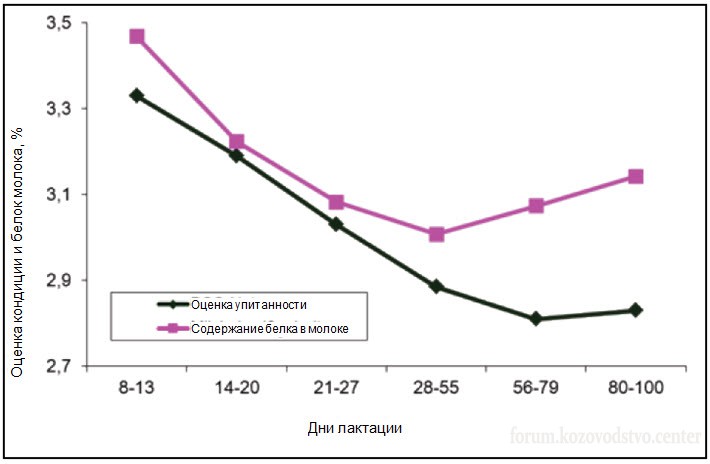 Кондиция  и содержание белка в молоке.jpg