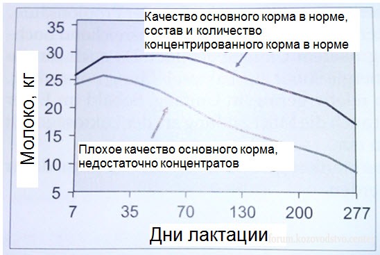 Влияние обеспеченности рациона энергией на продуктивность в течении лактации.jpg