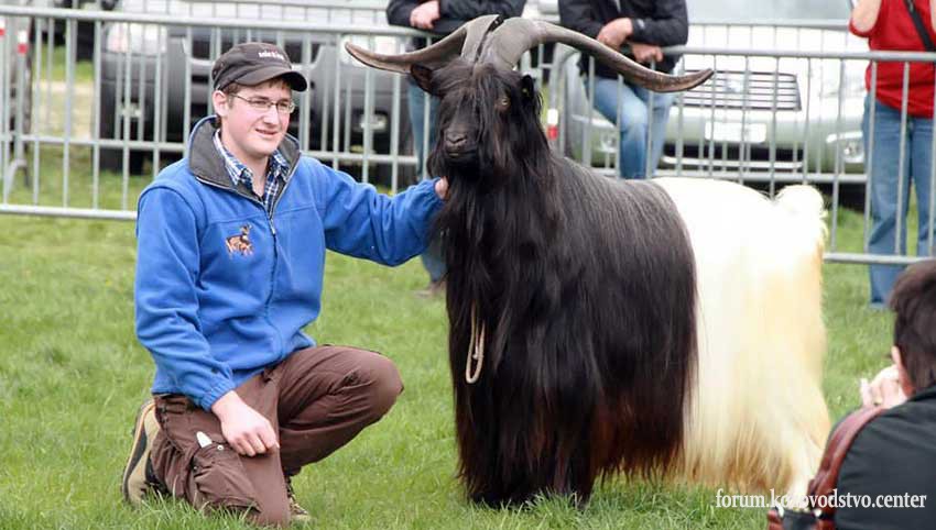 Valais-Blackneck-Goats-17.jpg