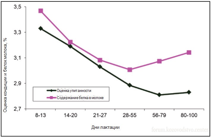 Кондиция и содержание белка в молоке.jpg